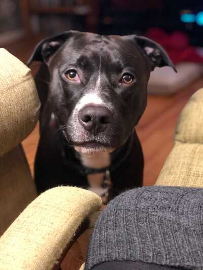 Cat & dog hospital of deals columbia