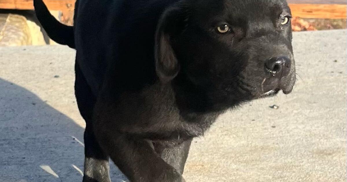 Border collie & lab mix puppies need forever homes! in Battle Ground