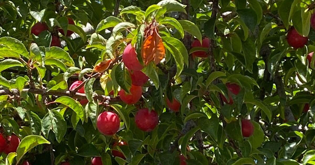 Free Plums you have to pick! for Free in Soquel, CA For Sale & Free — Nextdoor