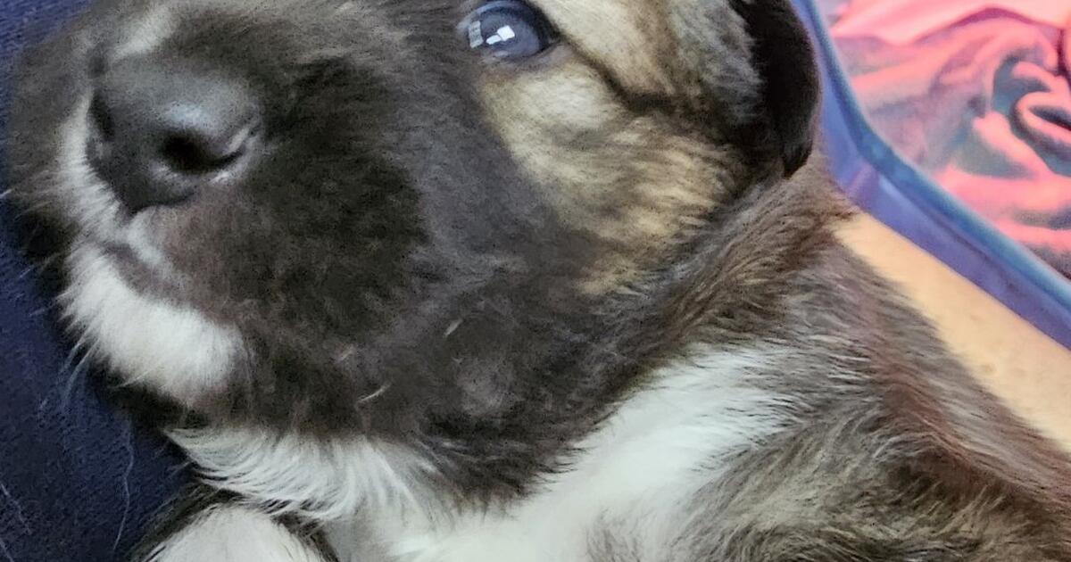 Looking For Homes For 3 Male Sheltie Collie Mix for 150 in Hartly, DE