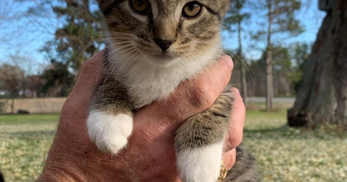 Adorable Kittens 🐾 in Hugo, MN | For Sale & Free — Nextdoor