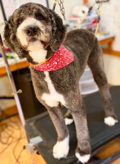 The Dog House Grooming Spa Pinckney MI Nextdoor