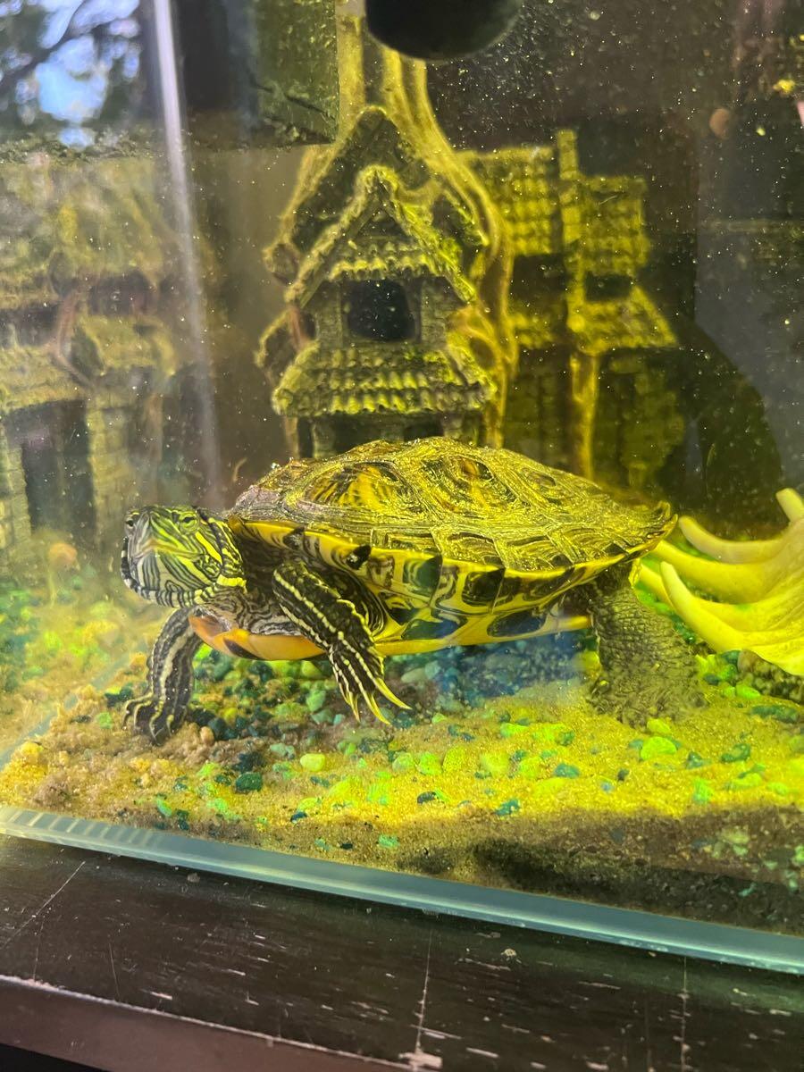 Free- 1 year old Turtle! for Free in Austin, TX | For Sale & Free ...