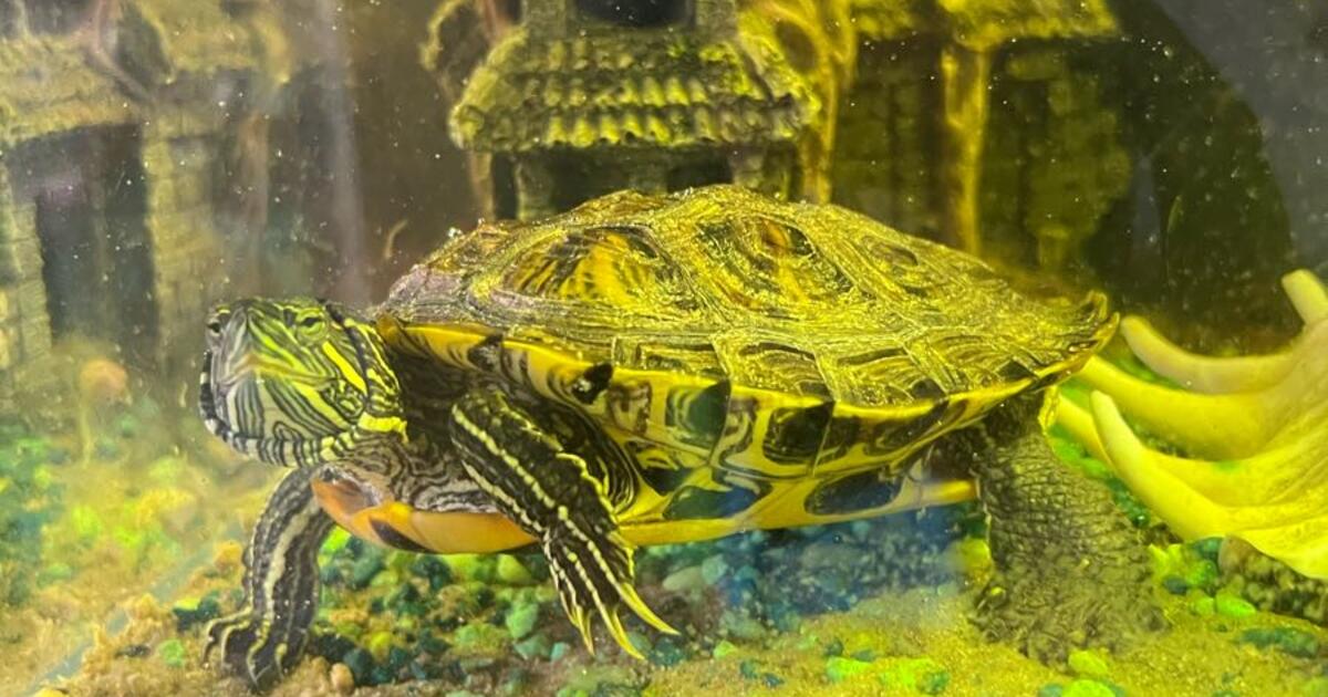 Free- 1 year old Turtle! for Free in Austin, TX | For Sale & Free ...