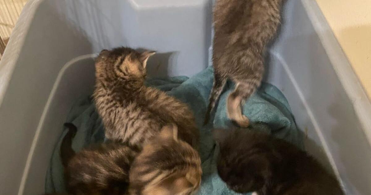 Kittens for 100 in Andover, MN For Sale & Free — Nextdoor