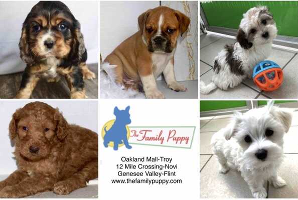 Pet store oakland deals mall