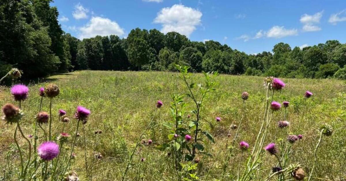 Athens Land For Sale for 450000 in Madison, AL Finds — Nextdoor