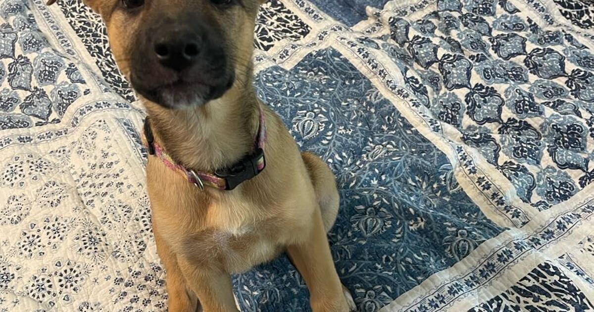 Puppies for Free in Cypress, TX Finds — Nextdoor