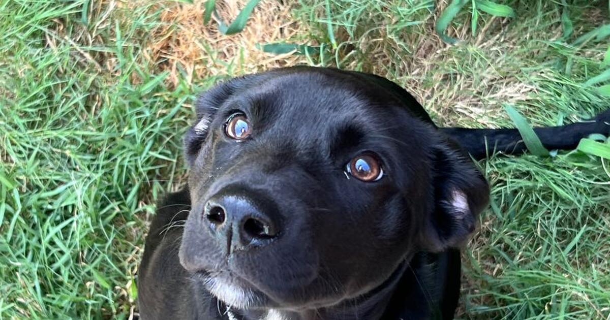 Six month old black lab/ border collie mix for 100 in Mint Hill, NC