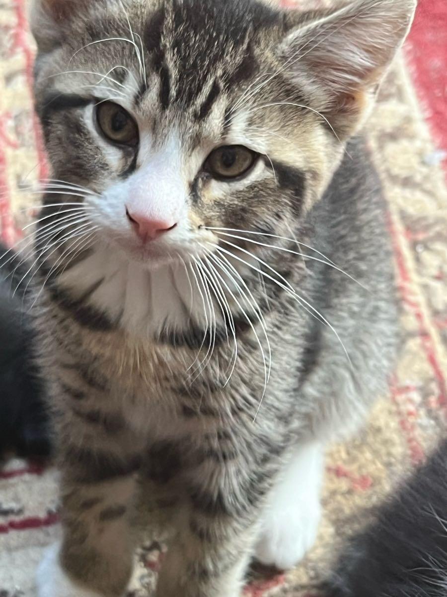 Kittens for 5 in Eugene, OR For Sale & Free — Nextdoor