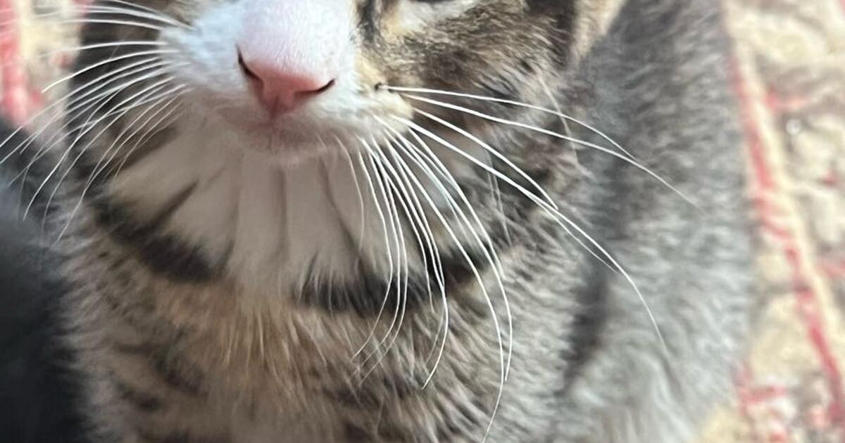 Kittens for 5 in Eugene, OR For Sale & Free — Nextdoor
