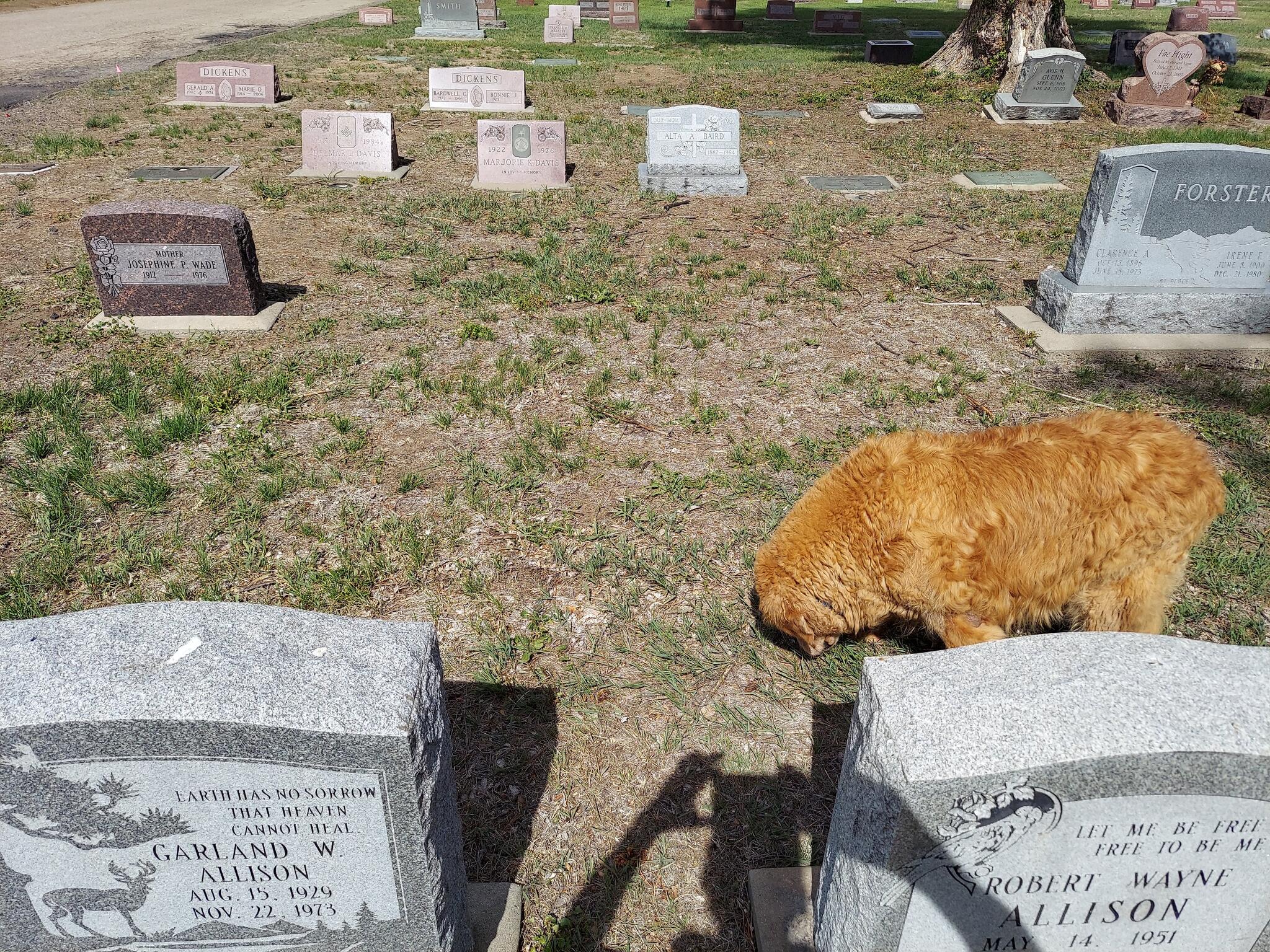 Crown Hill Cemetery plots . for 3430 in Thornton, CO For Sale & Free