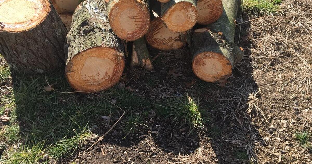 Fresh white pine firewood for Free in Sunbury, OH For Sale & Free