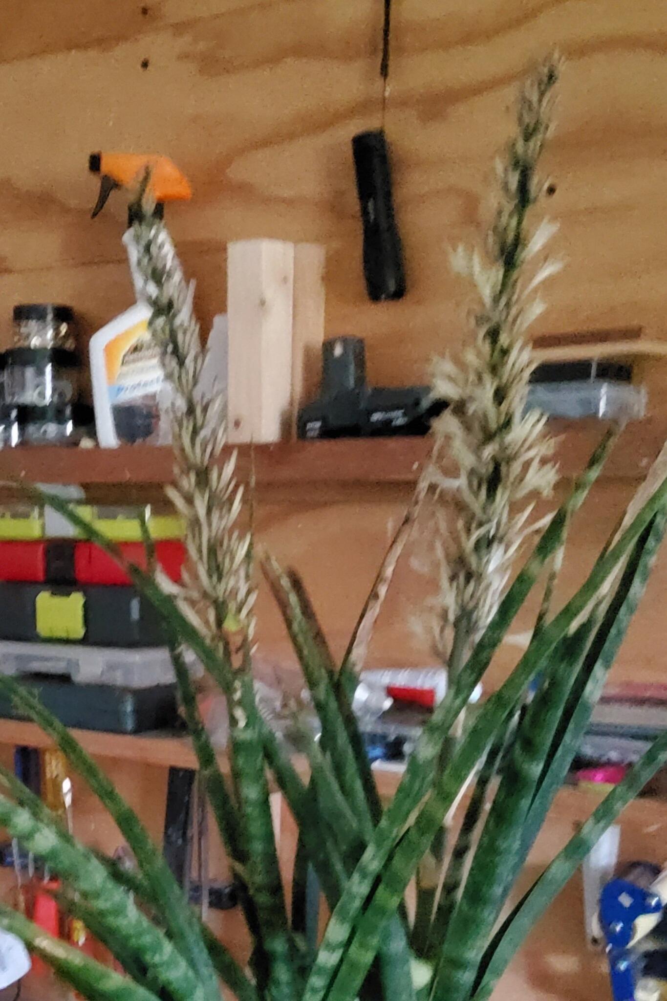Crocodile Rock Snake Plant, Sansevieria For $15 In Palm Harbor, FL | For  Sale & Free  Nextdoor