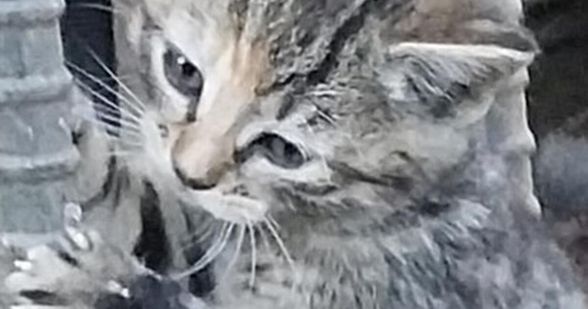 4 kittens for Free in Battle Ground, WA For Sale & Free — Nextdoor