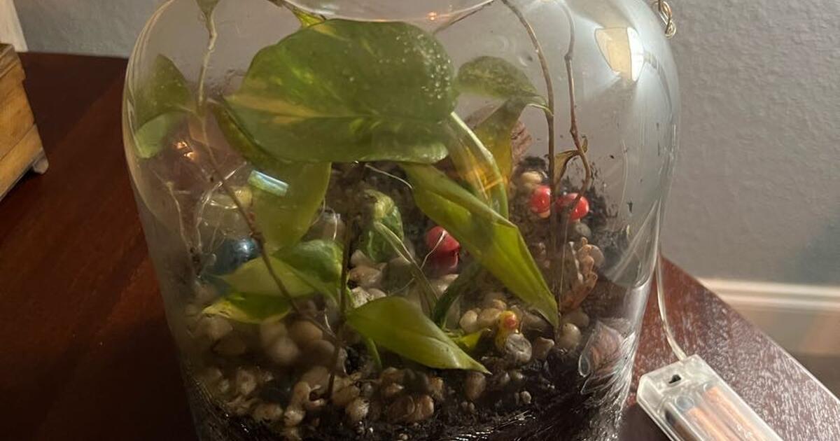 Terrarium with Lights for 25 in San Antonio, TX Finds — Nextdoor