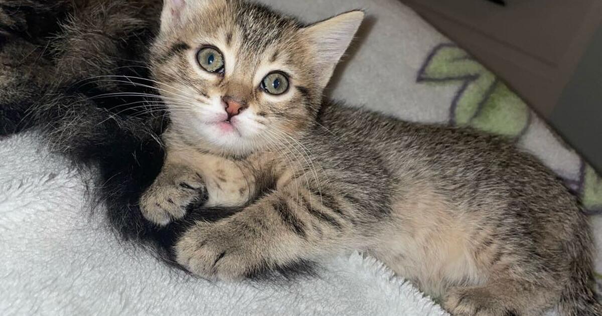 Free kittens for sale! for Free in Austin, TX | For Sale & Free — Nextdoor