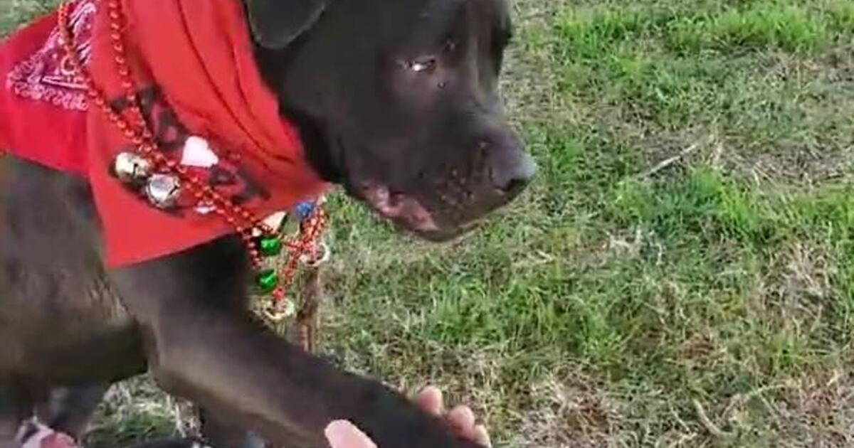 Adopt snapdragon a1349823 12 29 euth date for free in henderson nv