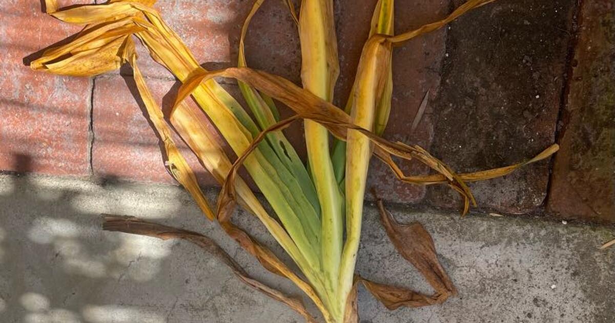 Amarcrinum bulb for Free in Redondo Beach, CA | For Sale & Free — Nextdoor