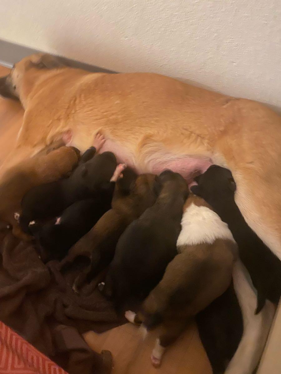 Puppies for Free in Anchorage, AK For Sale & Free — Nextdoor