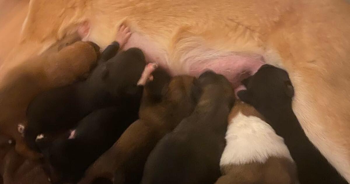 Puppies for Free in Anchorage, AK For Sale & Free — Nextdoor