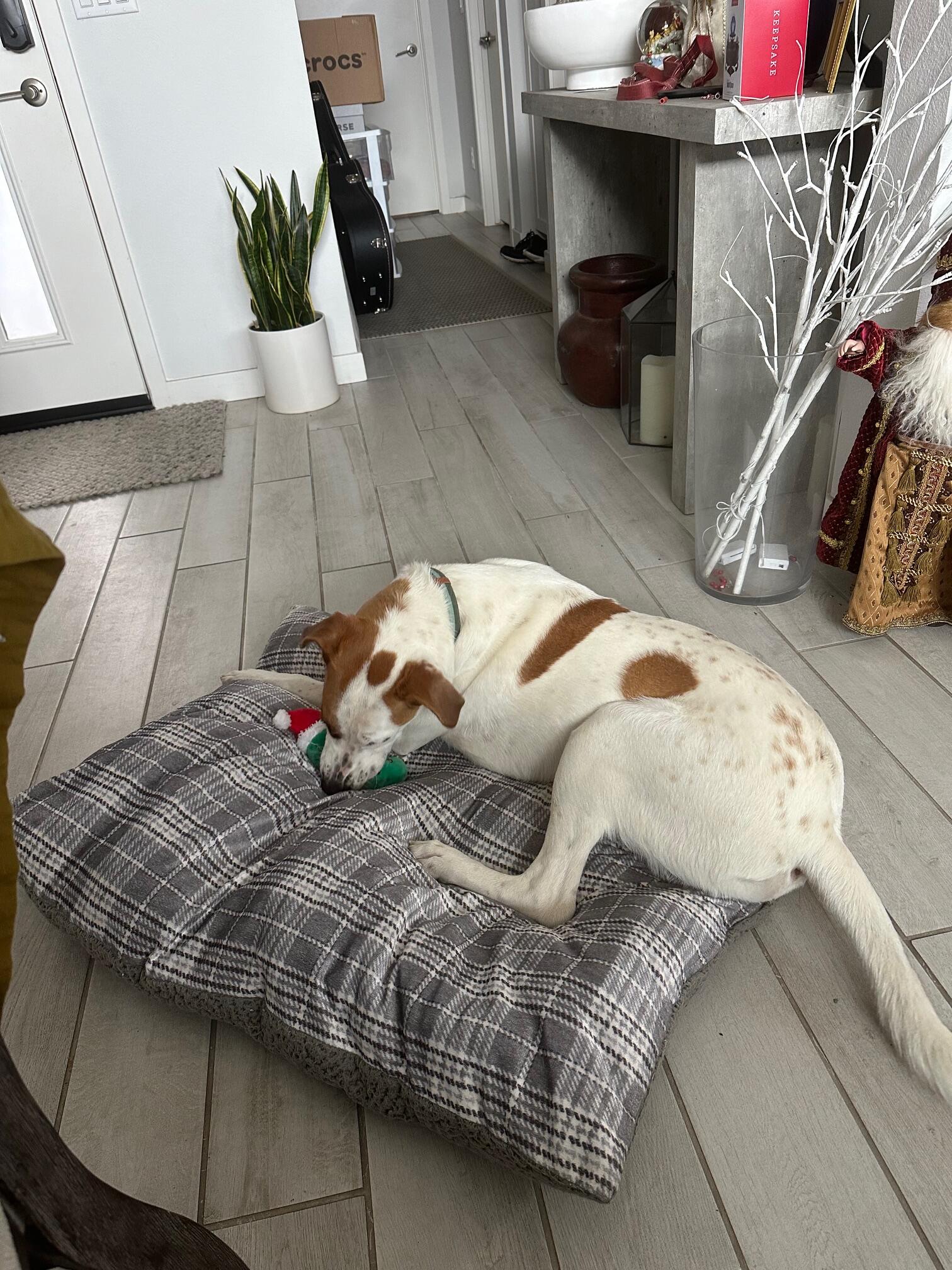 Free 1 year old Dog to good Home in Laguna Hills, CA For Sale & Free