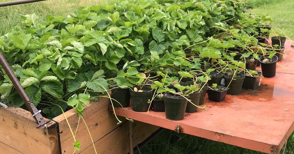 Hood Strawberry plants for 3 in Beavercreek, OR Finds — Nextdoor