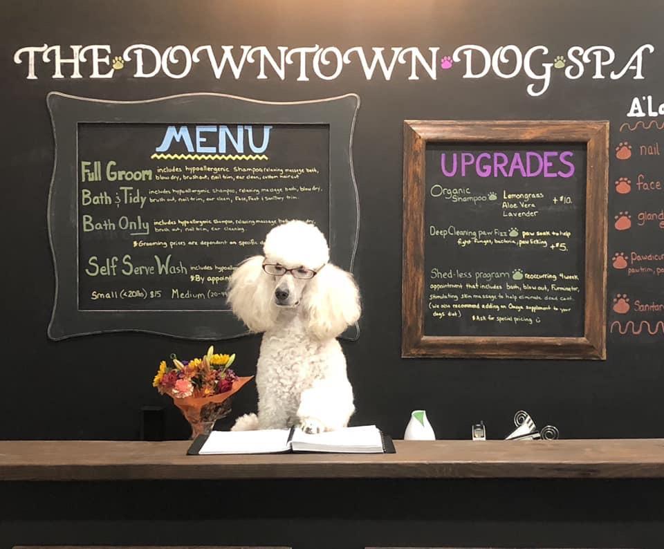 The Downtown Dog Spa Waukesha WI Nextdoor