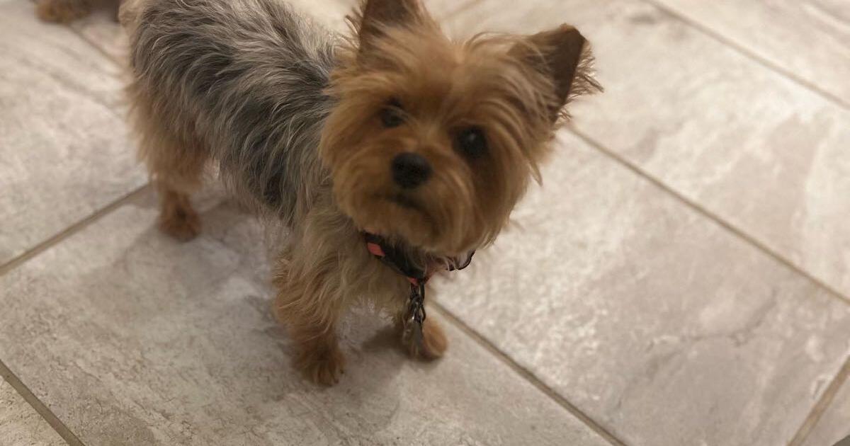 Male Yorkie puppies for $6 in El Paso, TX | For Sale & Free — Nextdoor