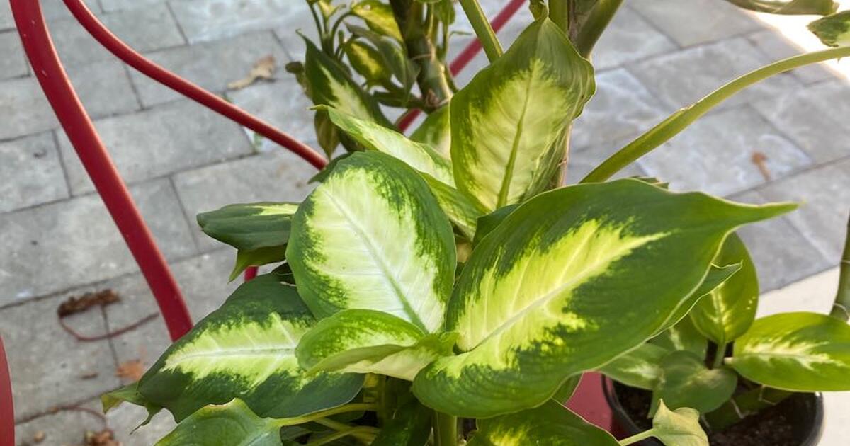 house plants for 10 in Greensboro, NC For Sale & Free — Nextdoor