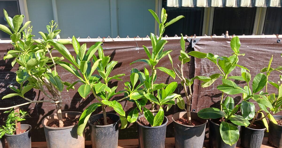 Puakenikeni Plants in Pearl City, HI For Sale & Free — Nextdoor
