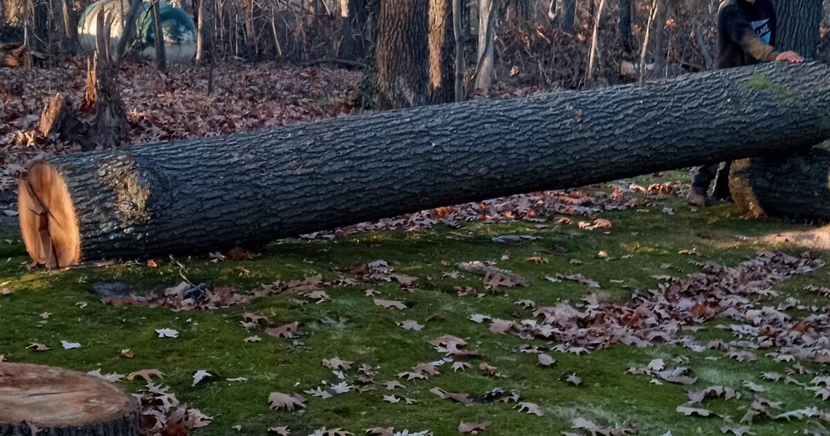Tree Removal And Trimming Call For A Free Quote 5172943192 in Pinckney, MI For Sale & Free