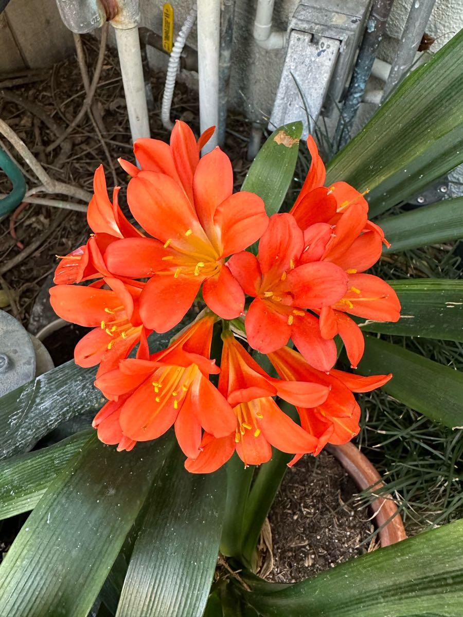 Potted Clivia for Free in San Gabriel, CA For Sale & Free — Nextdoor