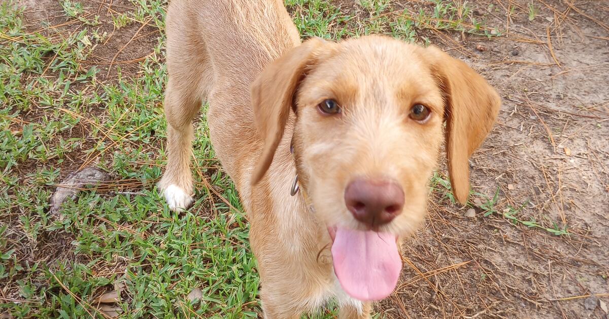 2 labradoodle puppies( 75%lab, 25% standard poodles) in Covington, LA ...