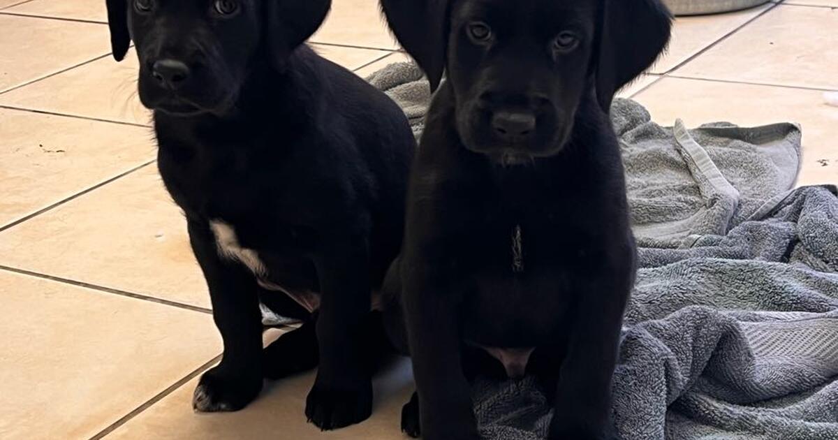 Lab x border collie puppies for 200 in farmington nm for sale