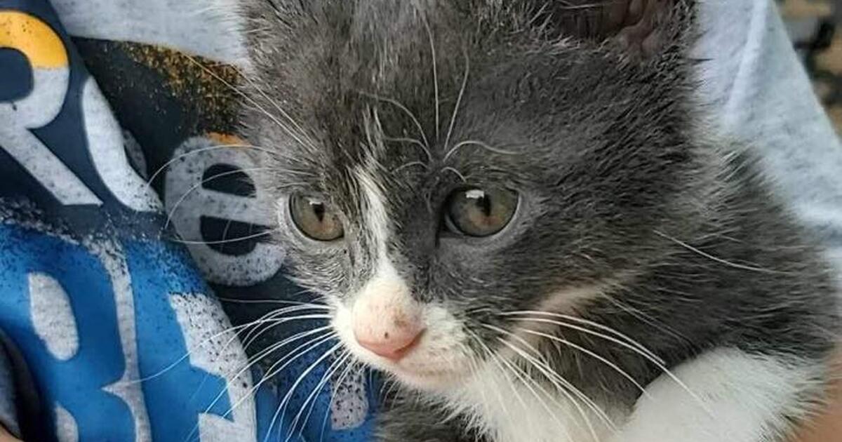 Kittens in Billings, MT Finds — Nextdoor