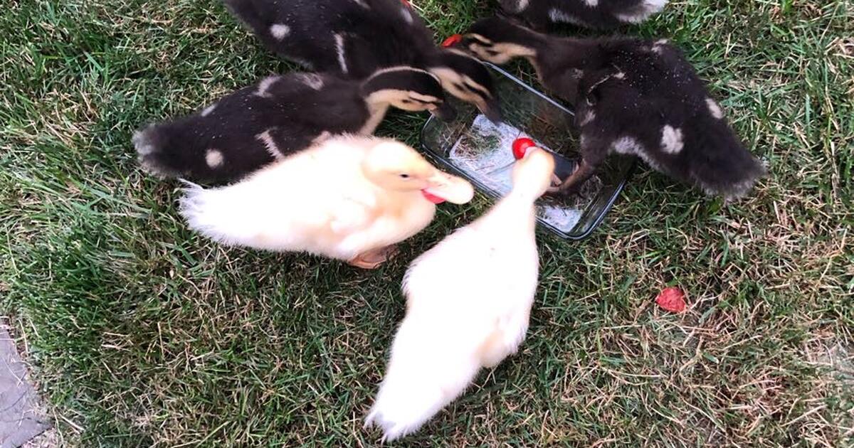 Home needed for 2 abandoned domestic ducklings for Free in Rockville