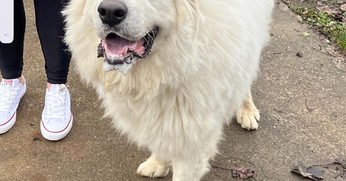 Lost dog near Kelly’s auto for Free in Canton, OH For Sale & Free