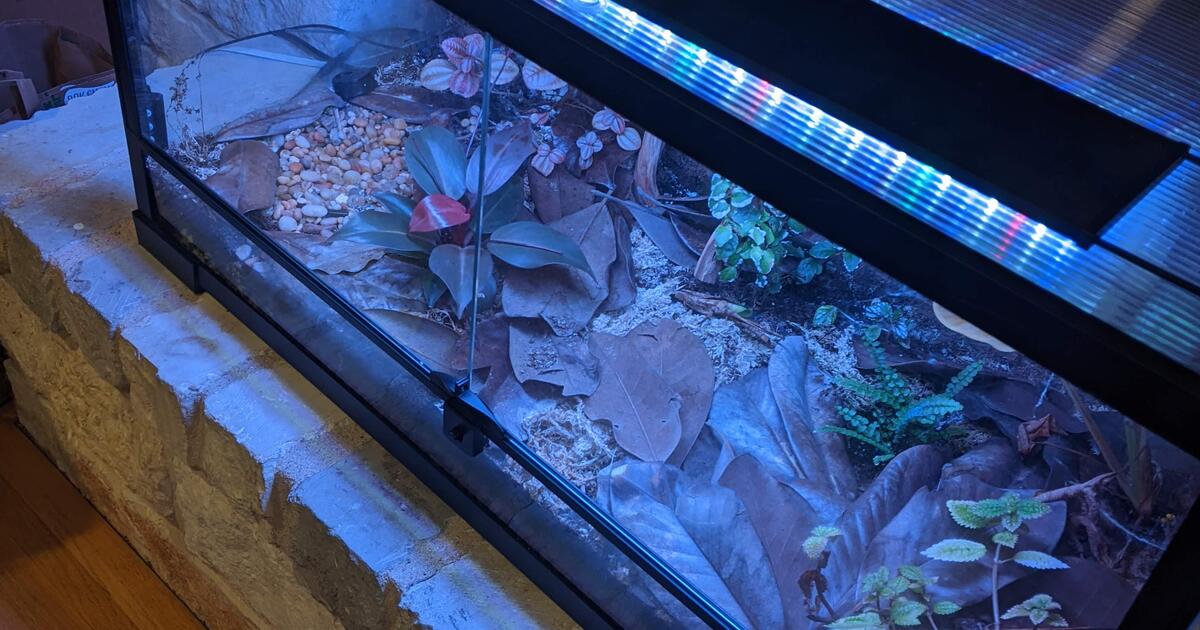 Complete Terrarium 36x18x18 for 300 in Sunset Valley, TX For Sale