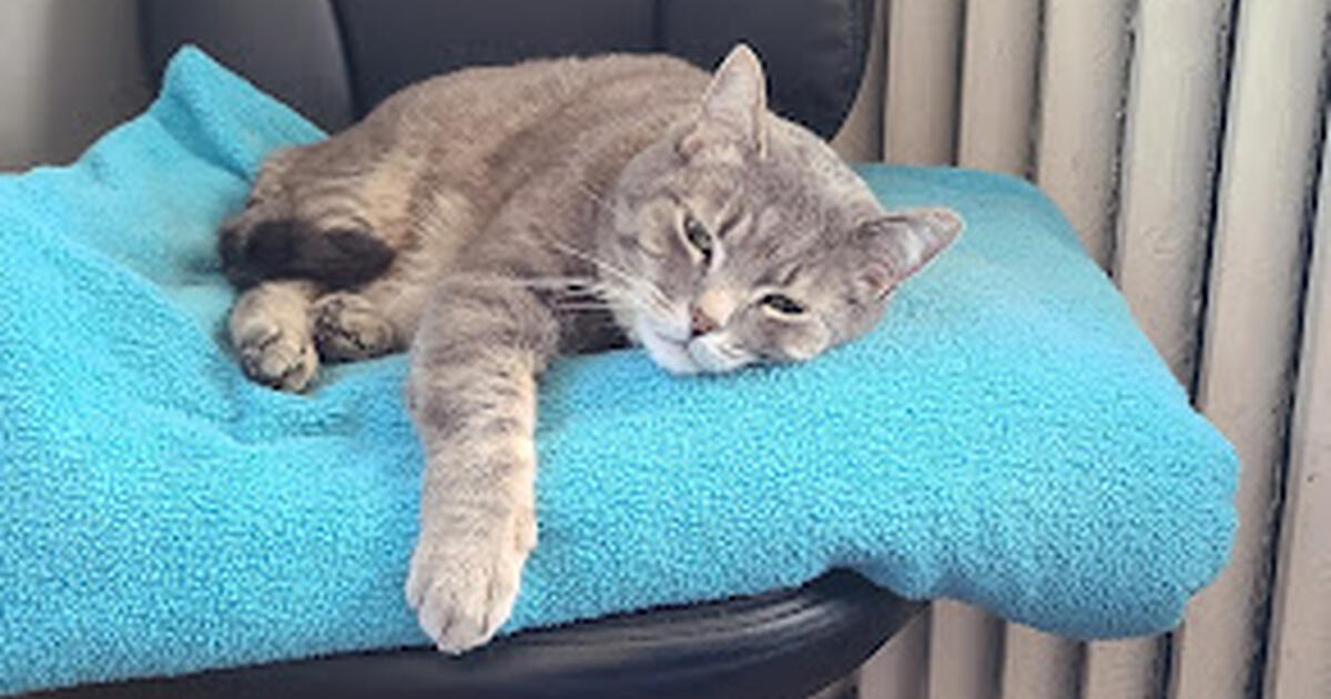 Extended Cat Sitter needed September 2023 for Free in Minneapolis, MN