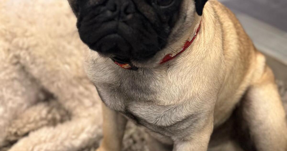 Pug Puppy in Gretna, NE For Sale & Free — Nextdoor