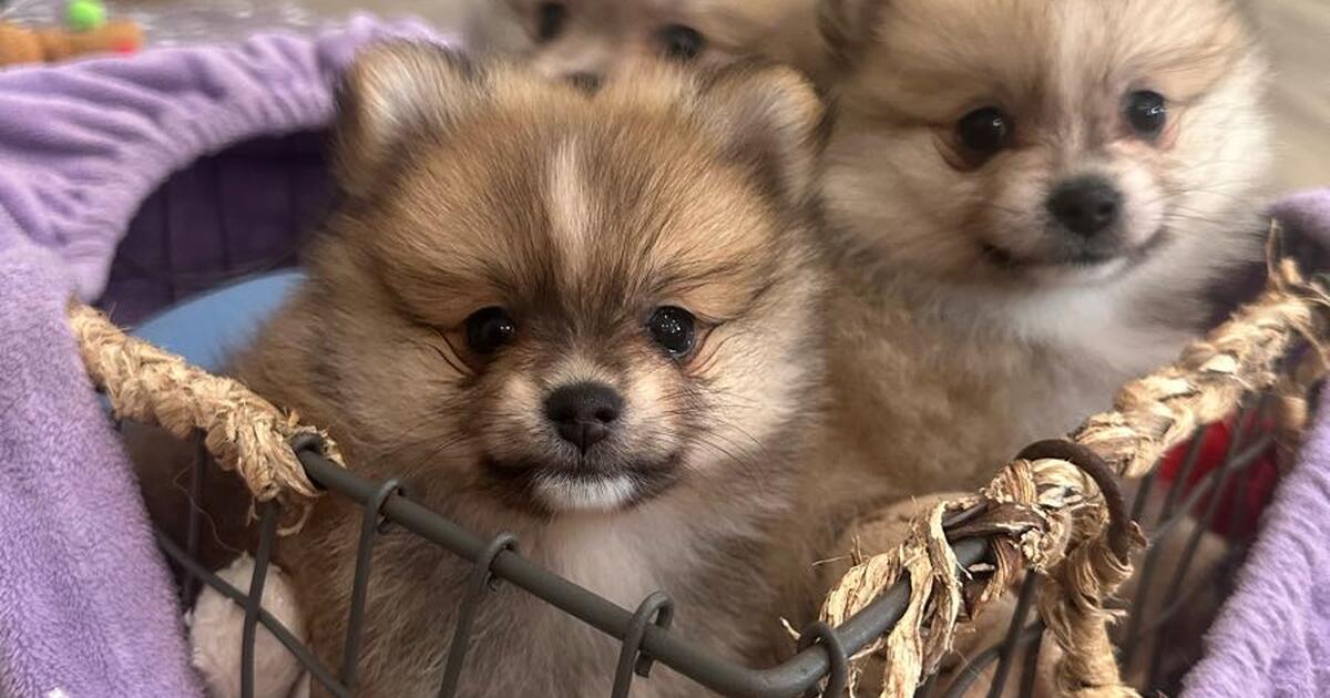 Tiny pom puppies, California Pomeranian breeders - YouTube