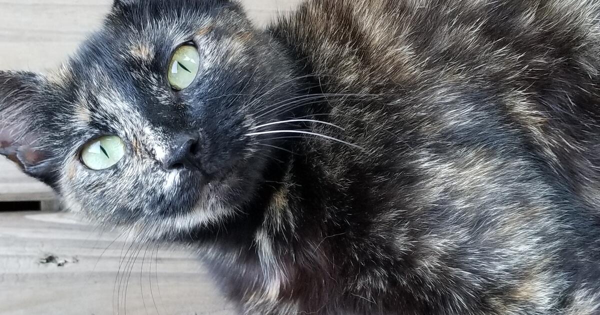 Kittens soon for Free in Pensacola, FL For Sale & Free — Nextdoor