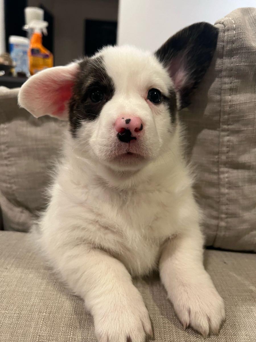 Merle Cardigan Pup for 1 in Mission Viejo, CA For Sale & Free