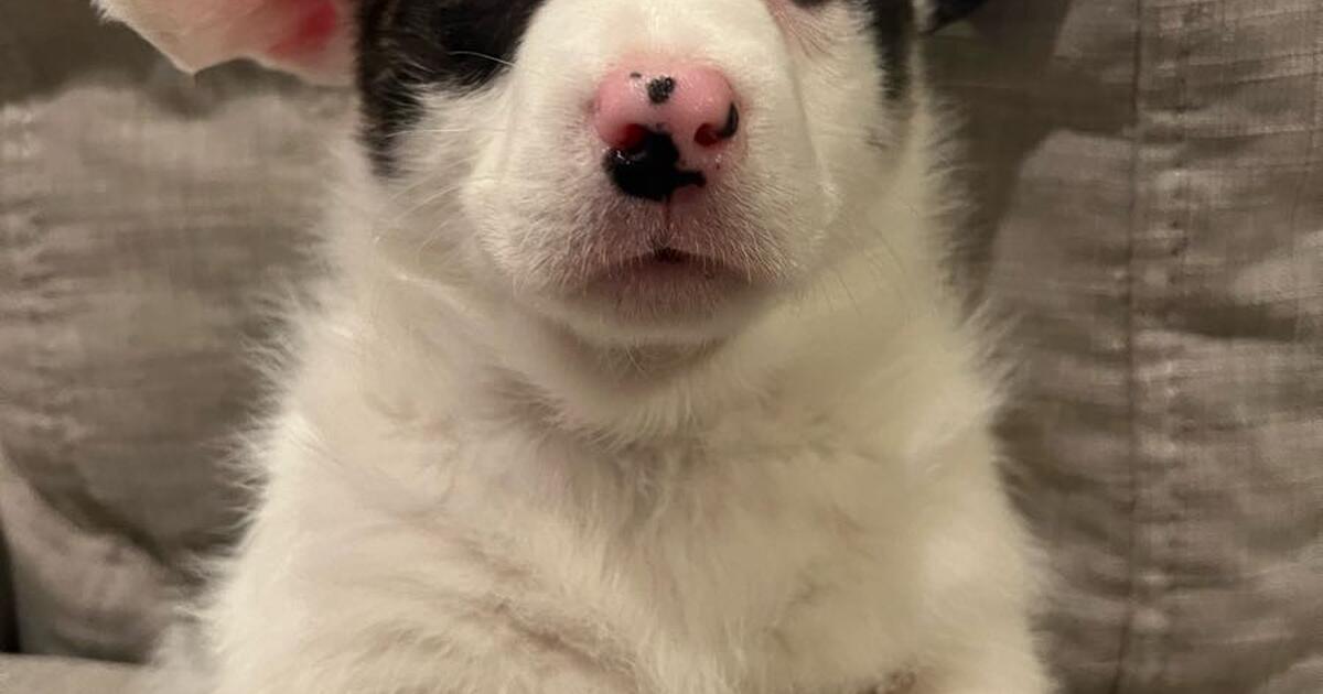 Merle Cardigan Pup for 1 in Mission Viejo, CA For Sale & Free