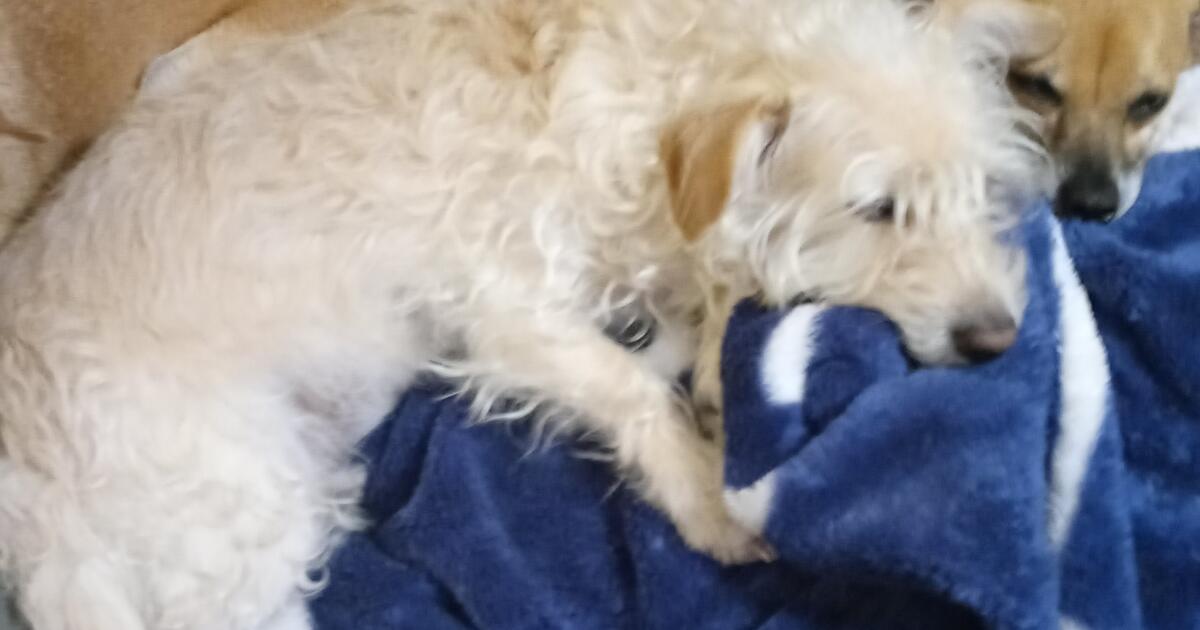 rehoming-dogs-for-free-in-fort-worth-tx-for-sale-free-nextdoor