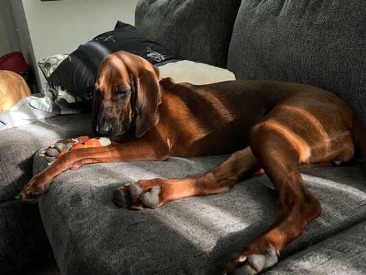 Sun prairie pet hot sale clinic