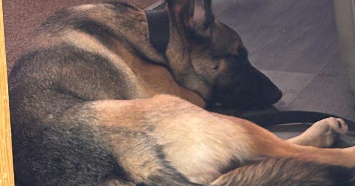german-shepherd-10months-for-free-in-dunnellon-fl-for-sale-free