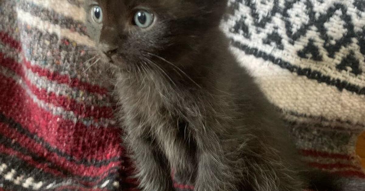 Kittens for 30 in St. Paul, MN For Sale & Free — Nextdoor