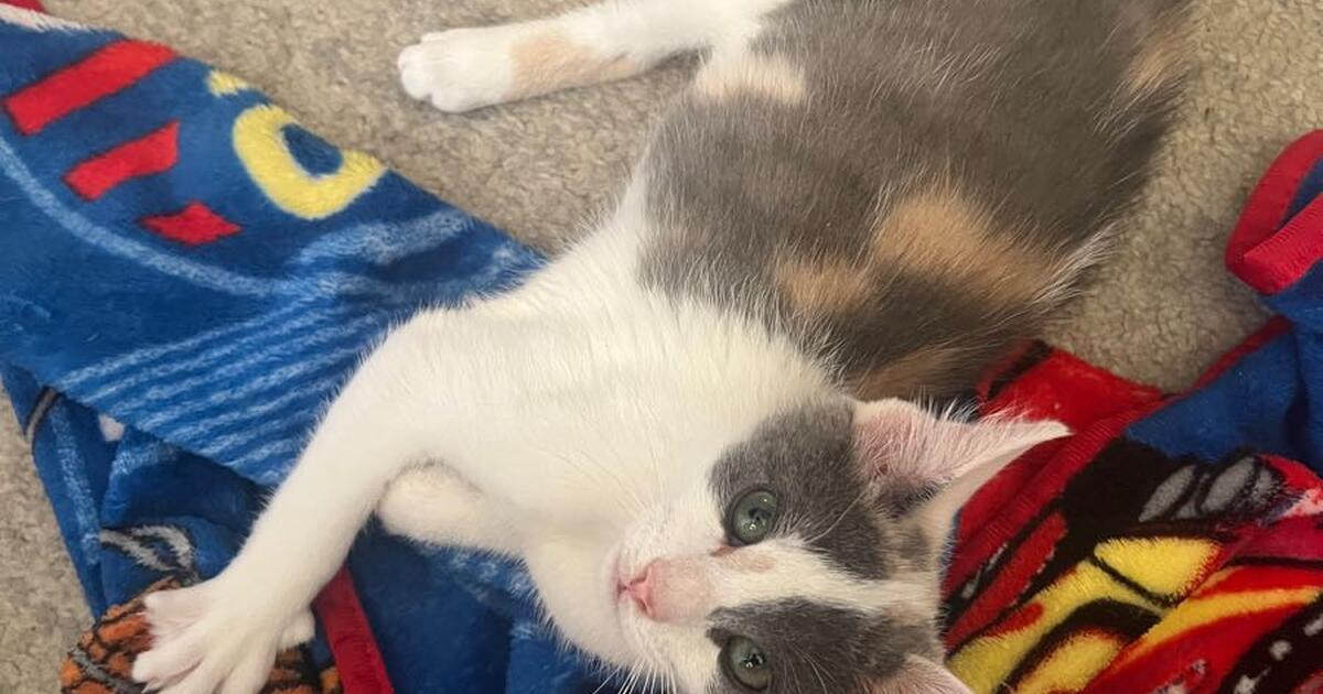 Kittens for Free in Lancaster, PA For Sale & Free — Nextdoor